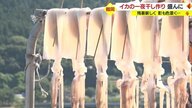 鶴岡市名物・イカの一夜干し　日光を浴びうまみ凝縮…串を打ち、専用の土台につるして干す「のれん干し」【山形発】