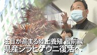 シラヒゲウニの復活に向けたプロジェクト　自動車開発技術のノウハウで陸上養殖へ【沖縄発】