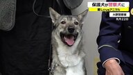 雑種で県内初の警察協力犬に　「多頭飼育崩壊」から保護…強く頼もしい“エース”に成長【福井発】