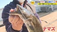 “高騰”ウナギの代替に…地元産ナマズを廃校プールで養殖　味も折り紙付き【愛媛発】
