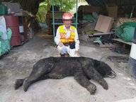 米ぬかの味覚えて繰り返し…体長140cm超のクマが農機具など保管する倉庫に ワナにかかり駆除も住民の警戒続く