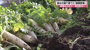 台風19号で浸水した畑で栽培 ″復興野菜″を収穫 無料配布へ 「食べて元気になろう」