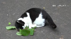マタタビまさかの新発見 ネコが大好きな理由が判明