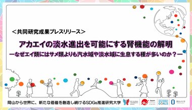 アカエイの淡水進出を可能にする腎機能の解明 -なぜエイ類にはサメ類よりも汽水域や淡水域に生息する種が多いのか?-