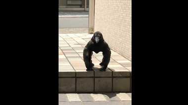 カラスの“不思議な体勢”動画が話題…足が隠れてるとしてもこんなに長い?専門家に聞いてみた