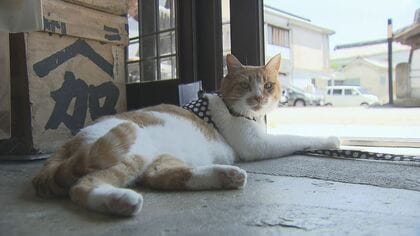 「ねこ店長」のおもてなし好評　なでて触れ合い…御開帳でにぎわう善光寺門前へ会いに行ってみた【長野発】