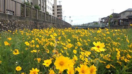 【黄色い侵略者】全国で生息エリアを拡大させている特定外来生物「オオキンケイギク」その繁殖力に「またか…」の声