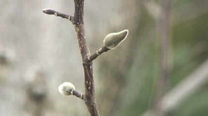 北陸地方で「春一番」　去年より15日遅い観測　新潟地方気象台が発表