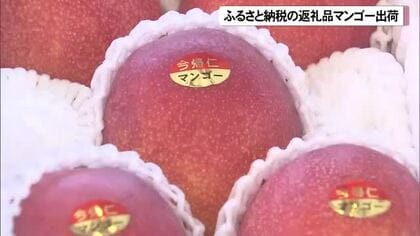 ふるさと納税の返礼品に今帰仁マンゴーはいかが
