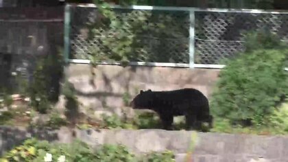 クマが官庁街に出没　通勤時間帯一時騒然　盛岡市役所付近から川の上流へ移動し姿消す　岩手県