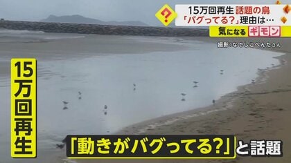 15万回再生「バグってる？」と話題の鳥の動画　足を高速回転させ滑るように砂浜を移動　福岡・福津市