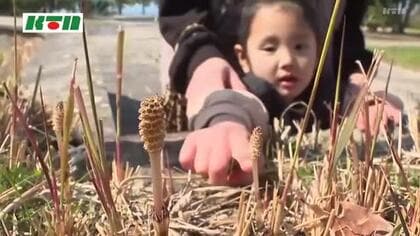 春の使者「つくし」芽吹く…花言葉は「向上心」「努力」つくしと寒桜のコラボレーションは今週末まで楽しめる