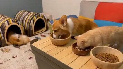 「だれか起こしてやれよ」夢中でご飯を食べる“妹たち”とその横で爆睡する犬…3匹の仲とその後を聞いた