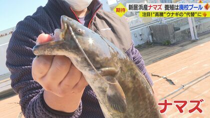 “高騰”ウナギの代替に…地元産ナマズを廃校プールで養殖　味も折り紙付き【愛媛発】