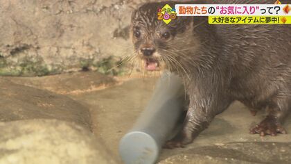マッサージに浮き輪…動物たちの“お気に入り” 夢中になる姿にメロメロ【愛媛発】