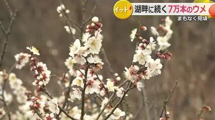 三方五湖に春の便り　7万本のウメが今週末には満開に　3月8日まで「梅まつり」開催　福井