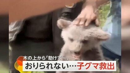 子グマが木の上に…オノで木を切り倒す“荒い作戦”で救出　トルコ