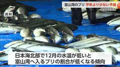 富山湾の「ひみ寒ぶり」今冬は平年下回る可能性　水温低下で平年より少ない入り込み量を予測