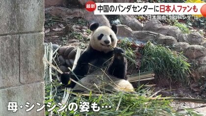 シャンシャン」「シンシン」も…中国の施設で暮らす日本にいたパンダ