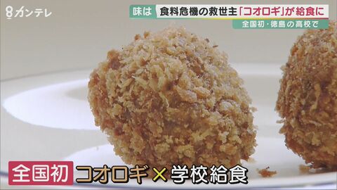 “全国初”!「コオロギ」が高校の給食に… その味は「エビみたい」?!【徳島発】