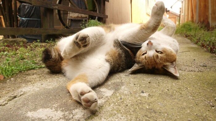 猫がお腹を出して寝転ぶのは、信頼されている「証し」だという(画像はイメージ)