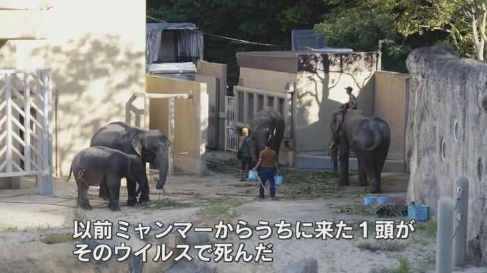提供　福岡市動物園