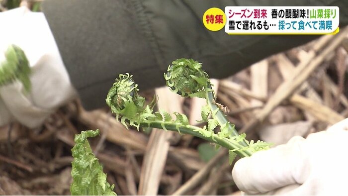 コゴミ