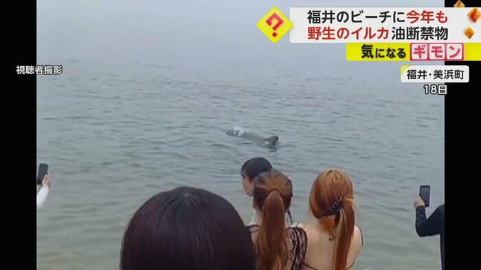 ビーチに集まる観光客。水面にイルカの背びれが見えている