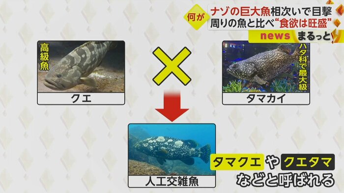 人工的にかけ合わせて生み出された交雑魚