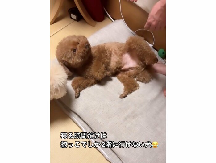 「抱っこして〜」というような表情(提供:Leo トイプードルさん)