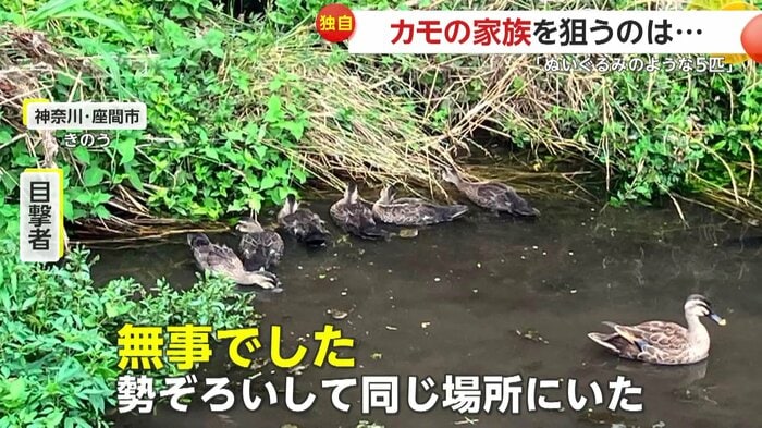 翌日に確認されたカモの家族(視聴者提供)