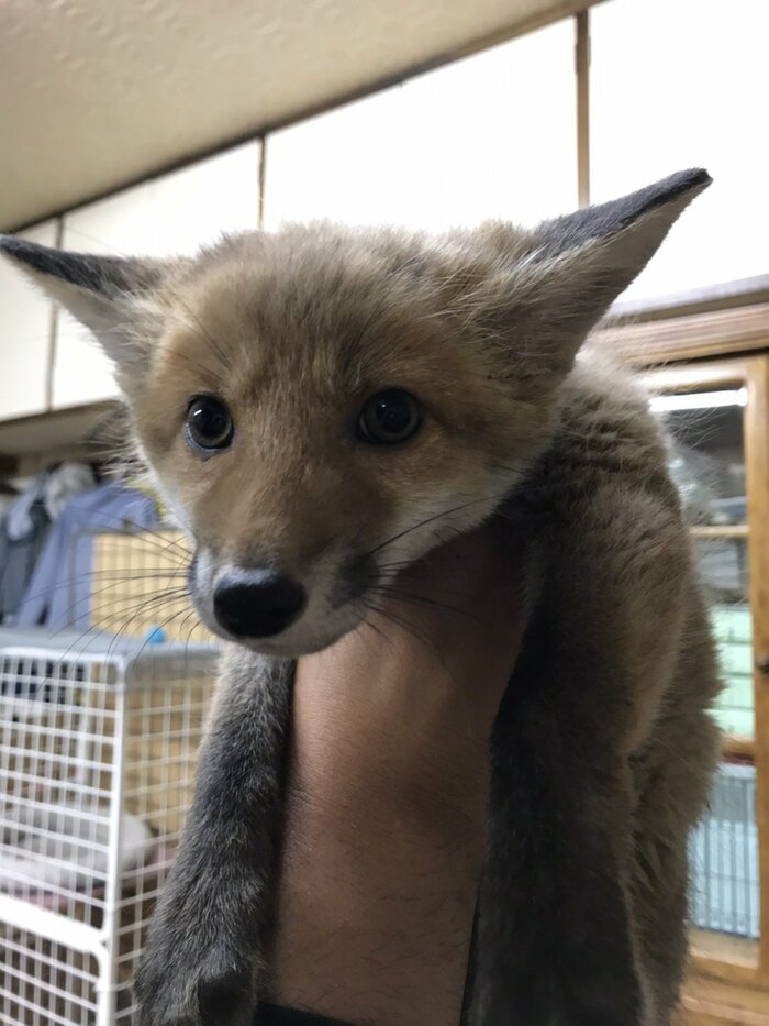 保護から1カ月後(6月撮影)のルナ、少しキツネらしい姿に (提供:MARCYさん)