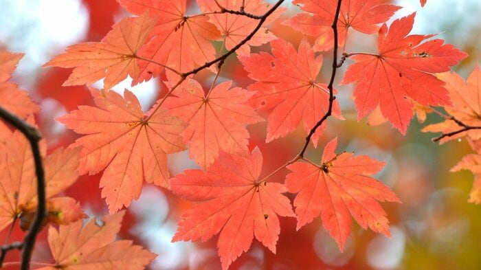 カエデの葉