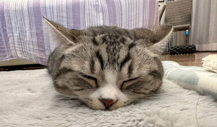 ツチノコ寝の様子