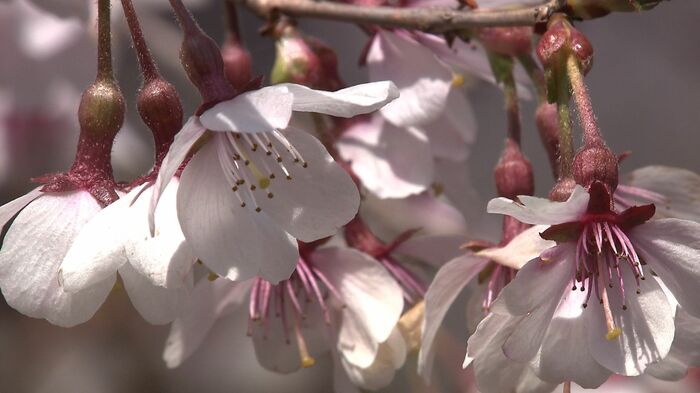 「下に向いている?」宇宙桜