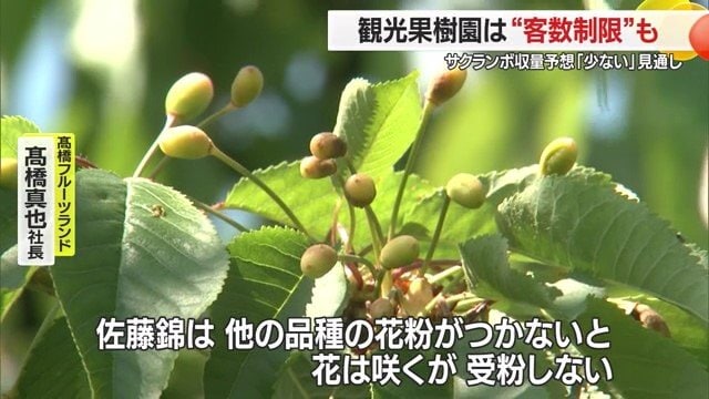 佐藤錦の受粉・結実には、ほかの品種の花粉が必要
