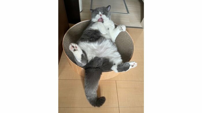爪とぎの上でまったり(提供:提供:八海山くんの飼い主さんTwitterアカウント)