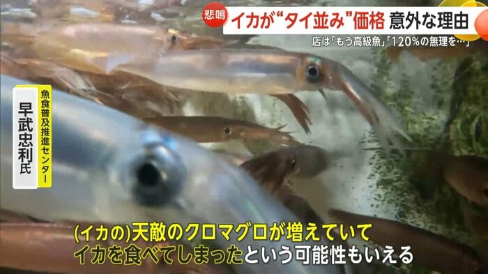 クロマグロの増加がイカ不漁の一因とも専門家は分析する