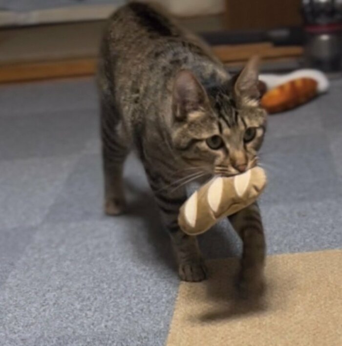 ウキウキでおもちゃを運ぶチルくん