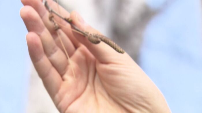 そろそろ気になるシラカバの花粉…