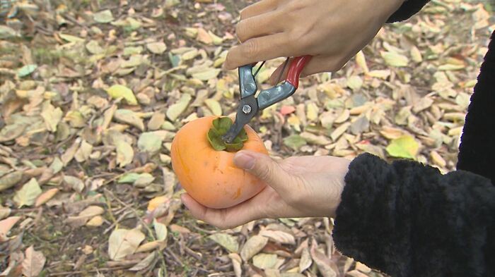 枝の切り方に特徴が