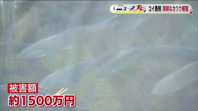 捕食の被害額