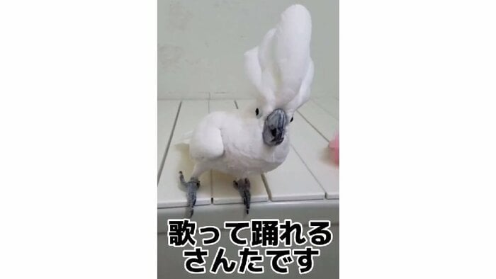 さんたくん