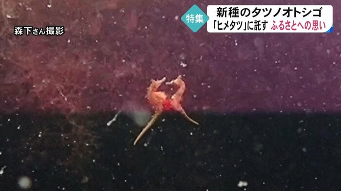 「ハート」の様子 体が小さいほうがオス