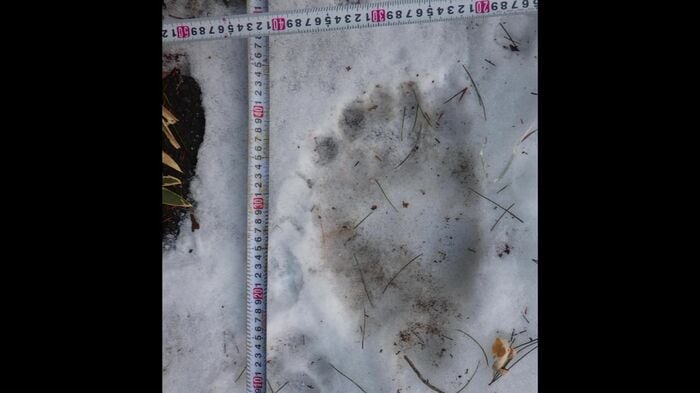 1月1日、厚岸町で見つかったクマの足跡（提供:道警）