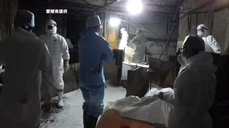 「豚熱」大洲の養豚場で殺処分を開始　１８００頭程度埋め施設消毒　野生イノシシから感染の可能性【愛媛】｜FNNプライムオンライン