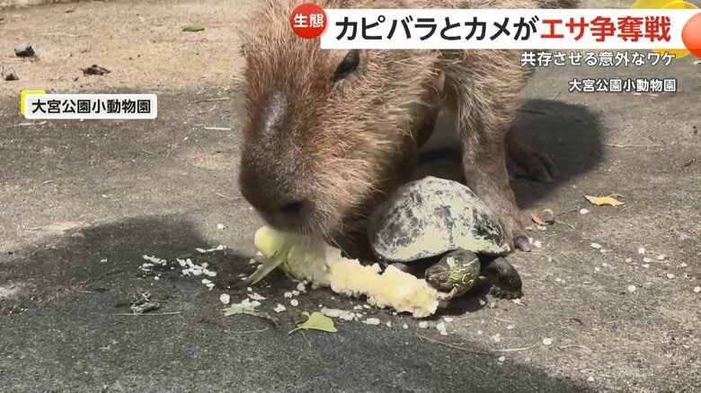 カピバラとカメが“エサ争奪戦”!?　他の動物と同じ場所で飼育するワケは…“野生の環境の再現”　さいたま市「大宮公園小動物園」｜FNNプライムオンライン