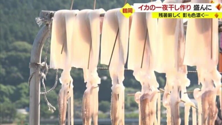 鶴岡市名物・イカの一夜干し　日光を浴びうまみ凝縮…串を打ち、専用の土台につるして干す「のれん干し」【山形発】｜FNNプライムオンライン