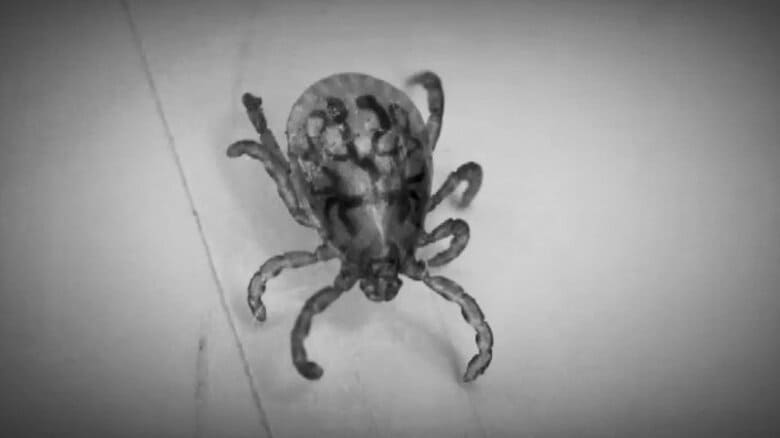 マダニにかまれて発症「日本紅斑熱」福岡県内で今年初の感染者を確認　草むらや散歩後のペットなど注意｜FNNプライムオンライン