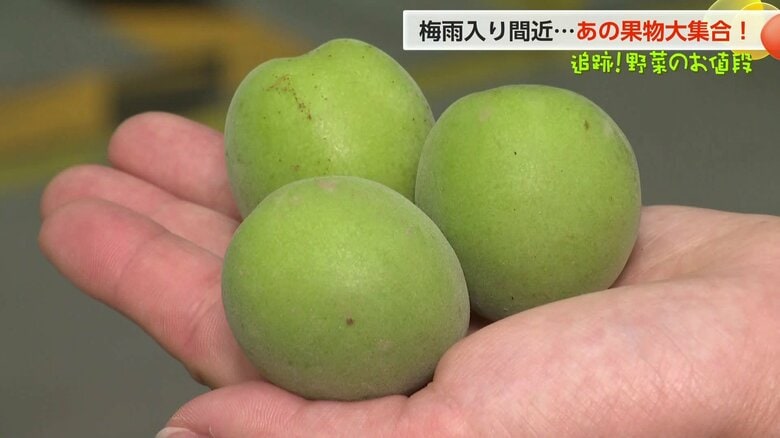 梅雨前に「南高梅」入荷ピーク！和歌山産は雹害で高騰、富山限定「しんきろうトマト」も注目の夏野菜市場｜FNNプライムオンライン